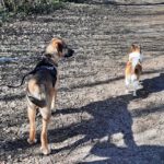 Mischling Toivo, 08/2025, Endgröße ca. 60 cm, 24569 Kaltenkirchen