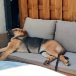 Mischling Toivo, 08/2025, Endgröße ca. 60 cm, 24569 Kaltenkirchen