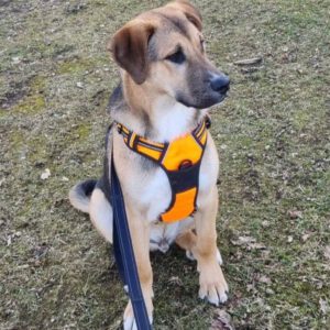 Mischling Toivo, 08/2025, Endgröße ca. 70 cm, 24568 Kaltenkirchen