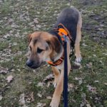 Mischling Toivo, 08/2025, Endgröße ca. 70 cm, 24568 Kaltenkirchen