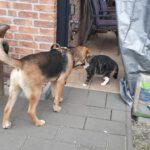 Mischling Toivo, 08/2025, Endgröße ca. 70 cm, 24569 Kaltenkirchen