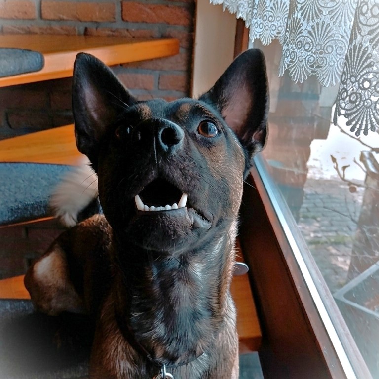 Mischling Toy, 09/2024, ca. 45 cm, 26188 Edewecht