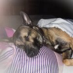 Mischling Toy, 09/2024, ca. 45 cm, 26188 Edewecht