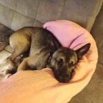 Mischling Toy, 09/2024, ca. 45 cm, 26188 Edewecht