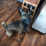 Mischling Toy, 09/2024, ca. 45 cm, 26188 Edewecht