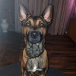 Mischling Toy, 09/2024, ca. 45 cm, 26188 Edewecht