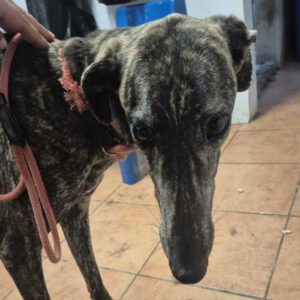 Galgo Triston, 01/2025, ca. 65 cm