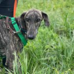 Galgo Triston, 01/2025, ca. 65 cm