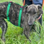 Galgo Triston, 01/2025, ca. 65 cm