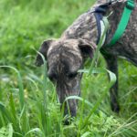 Galgo Triston, 01/2025, ca. 65 cm