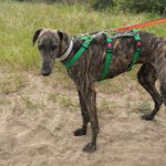 Galgo Triston, 01/2025, ca. 65 cm