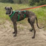 Galgo Triston, 01/2025, ca. 65 cm