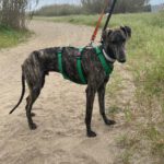 Galgo Triston, 01/2025, ca. 65 cm