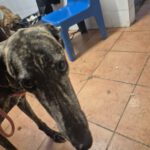 Galgo Triston, 01/2025, ca. 65 cm