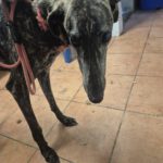 Galgo Triston, 01/2025, ca. 65 cm