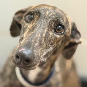 Galgo Triston, 01/2025, ca. 65 cm