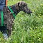 Galgo Triston, 01/2025, ca. 65 cm