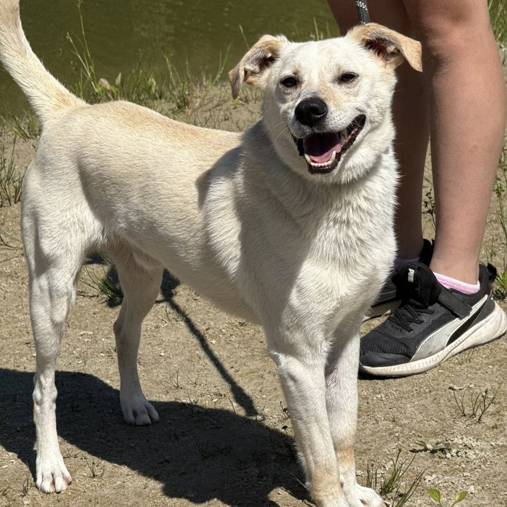 Mischling Twarozek, 12/2023, ca. 45 cm