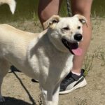 Mischling Twarozek, 12/2023, ca. 45 cm