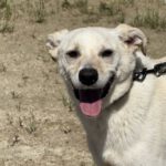 Mischling Twarozek, 12/2023, ca. 45 cm