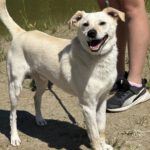 Mischling Twarozek, 12/2023, ca. 45 cm