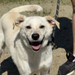 Mischling Twarozek, 12/2023, ca. 45 cm