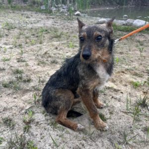 Mischling Tymek, 04/2023, ca. 40 cm