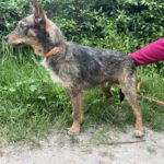 Mischling Tymek, 04/2023, ca. 40 cm