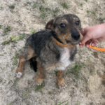 Mischling Tymek, 04/2023, ca. 40 cm