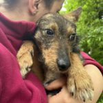 Mischling Tymek, 04/2023, ca. 40 cm