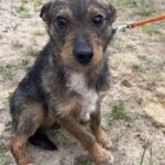 Mischling Tymek, 04/2023, ca. 40 cm