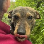 Mischling Tymek, 04/2023, ca. 40 cm