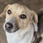 Mischling Viera, 03/2024, ca. 28 cm