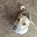 Mischling Viera, 03/2024, ca. 28 cm