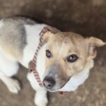 Mischling Viera, 03/2024, ca. 28 cm