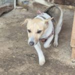 Mischling Viera, 03/2024, ca. 28 cm