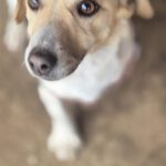 Mischling Viera, 03/2024, ca. 28 cm