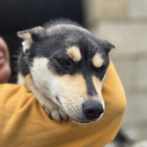 Mischling Violeta, 06/2025, Endgröße ca. 55 cm