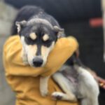 Mischling Violeta, 06/2025, Endgröße ca. 55 cm