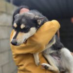 Mischling Violeta, 06/2025, Endgröße ca. 55 cm