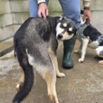 Mischling Violeta, 06/2025, Endgröße ca. 55 cm