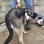 Mischling Violeta, 06/2025, Endgröße ca. 55 cm