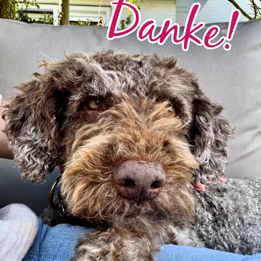 Wasserhund Channel, 02/2017, ca. 45 cm