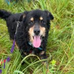 Mischling Xander, 02/2017, ca. 40 cm