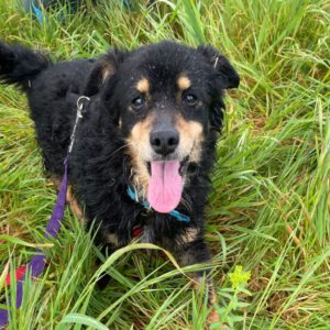 Mischling Xander, 02/2017, ca. 40 cm