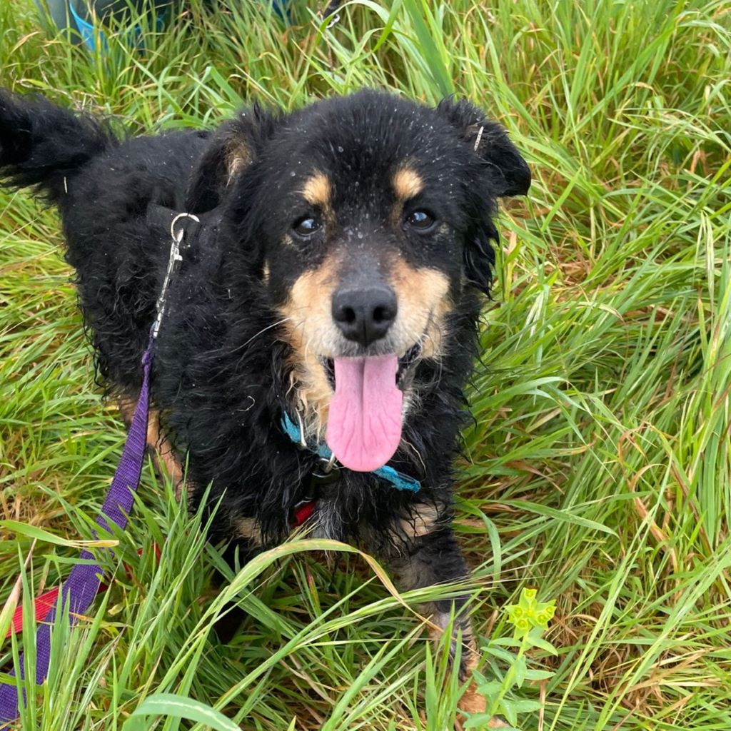 Mischling Xander, 02/2017, ca. 40 cm