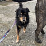 Mischling Xander, 02/2017, ca. 40 cm