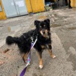 Mischling Xander, 02/2017, ca. 40 cm