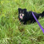 Mischling Xander, 02/2017, ca. 40 cm