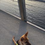 Malinois-Podenco-Mischling Ymir, 08/2025, Endgröße ca. 53 cm, 78462 Konstanz